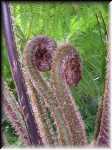 Noosa tree fern 2